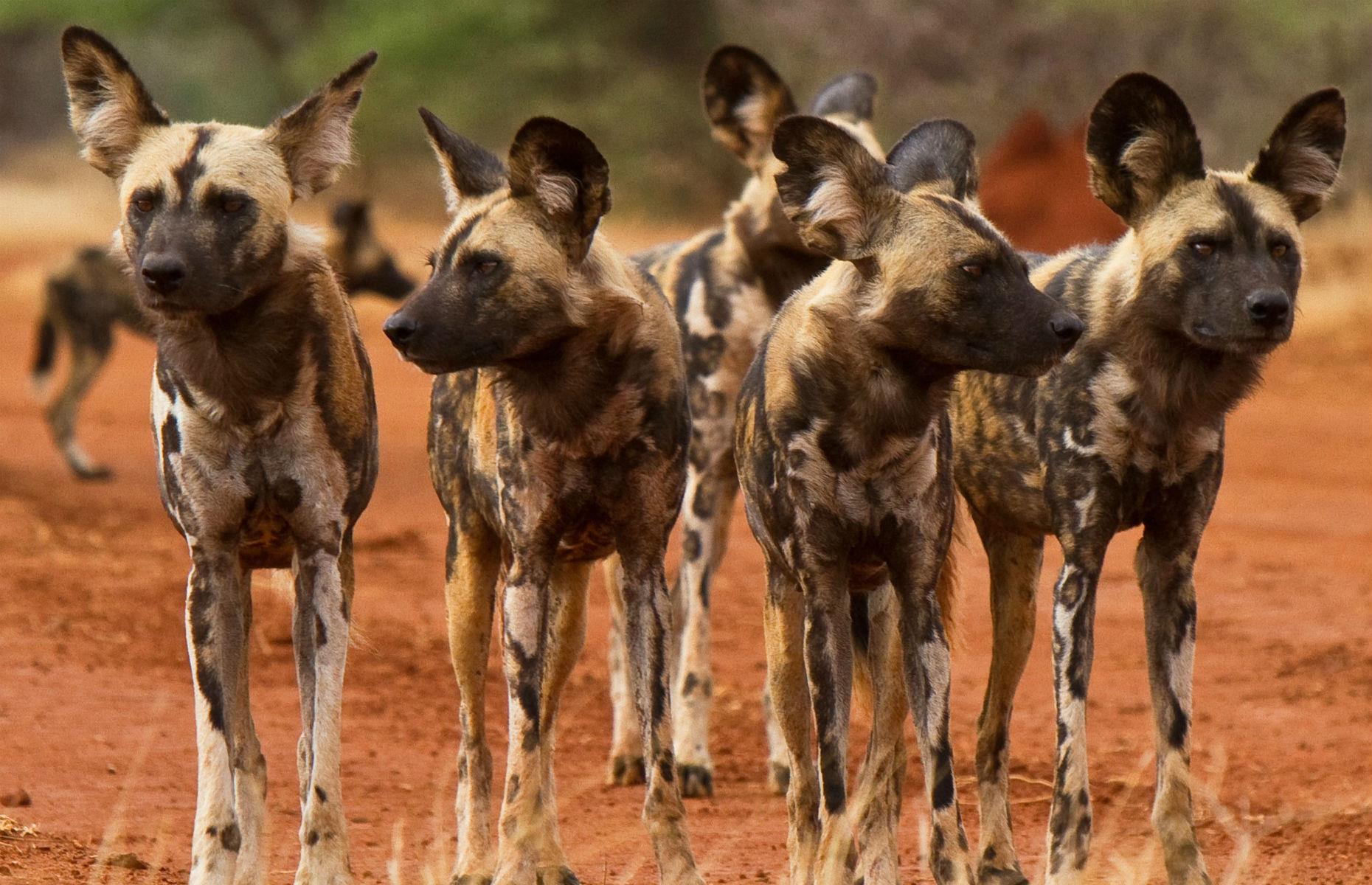 Wild dogs in South Africa